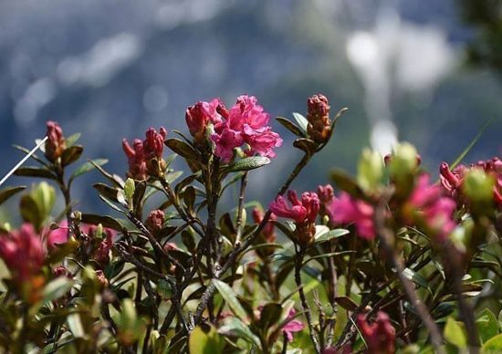 Angebot Alpenrose