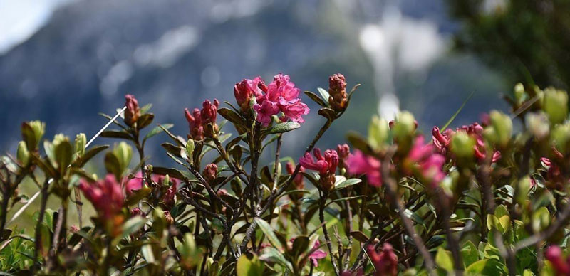 Offerta rosa alpina